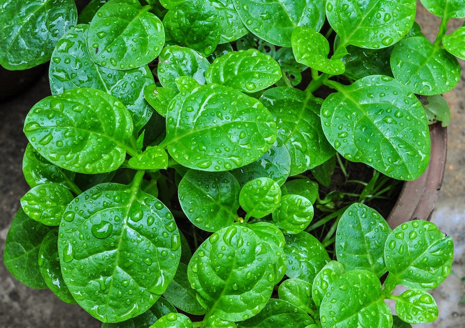 Benefits of Alugbati (Malabar Spinach): Nutrition, Uses, and Side Effects