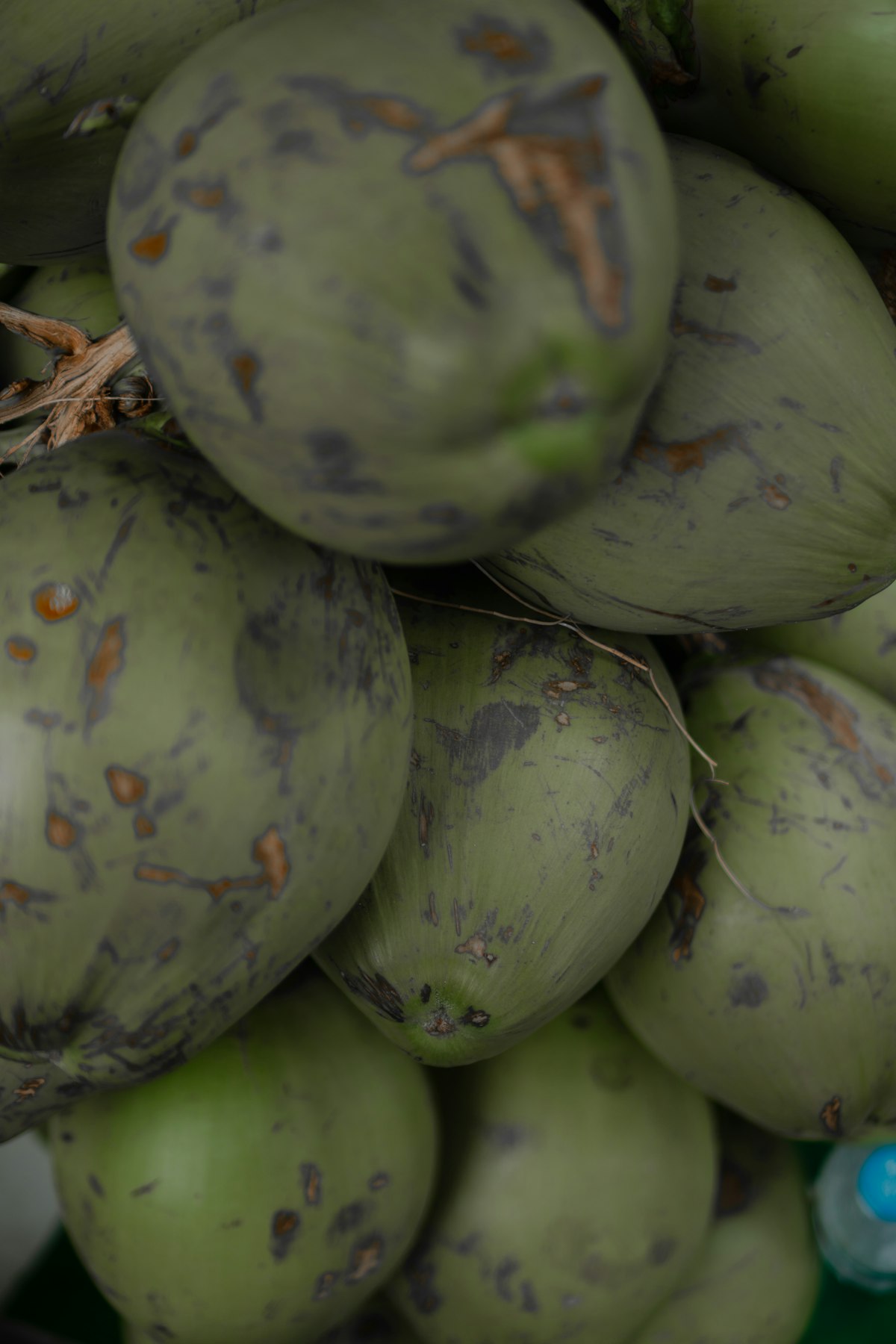 Buko vs Niyog: Differences, Health Benefits, and Uses Explained